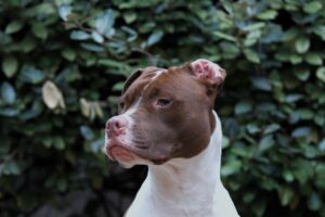 Photo Of A Dog Looking Somewhere